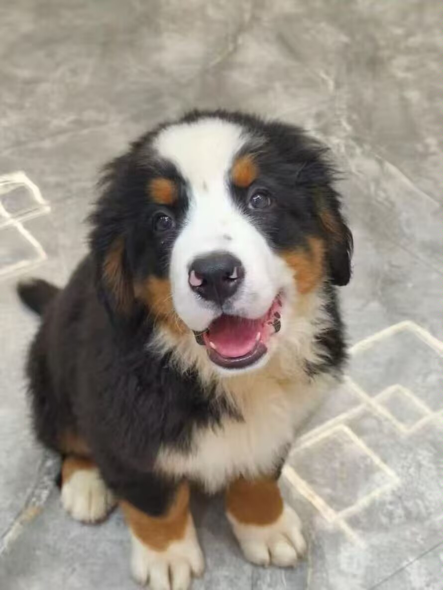 父母双进口大花色伯恩山弟弟